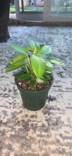 lime peperomia Rare 