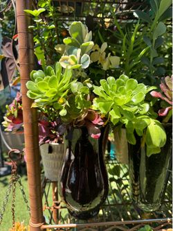 Gorgeous Succulent