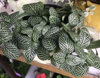 Live and beautiful plant in a beautiful pot .