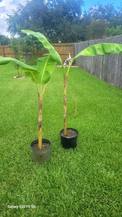 Plantain Banana trees