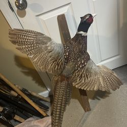 Nice Pheasant Mount Rooster 