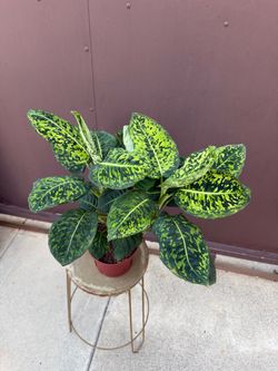 6” dieffenbachia reflector