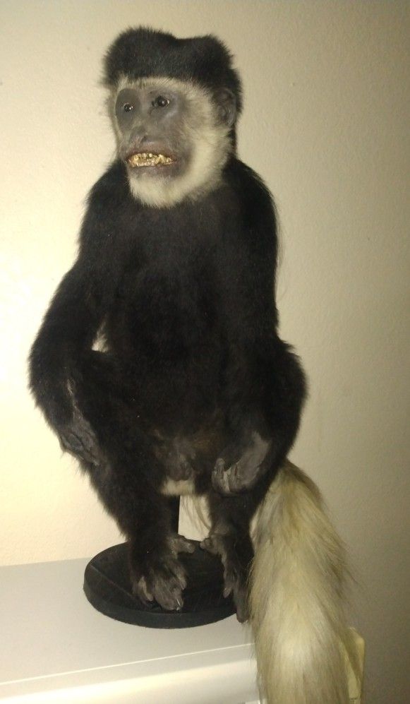 life size mounted taxidermy Colobus African monkey