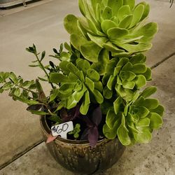 Large Beautiful Succulent Planter