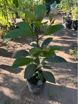 Avocado tree