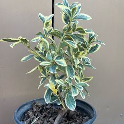 Silver Johanamo