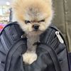 Jacob