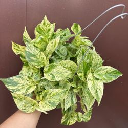 6” snow queen pothos