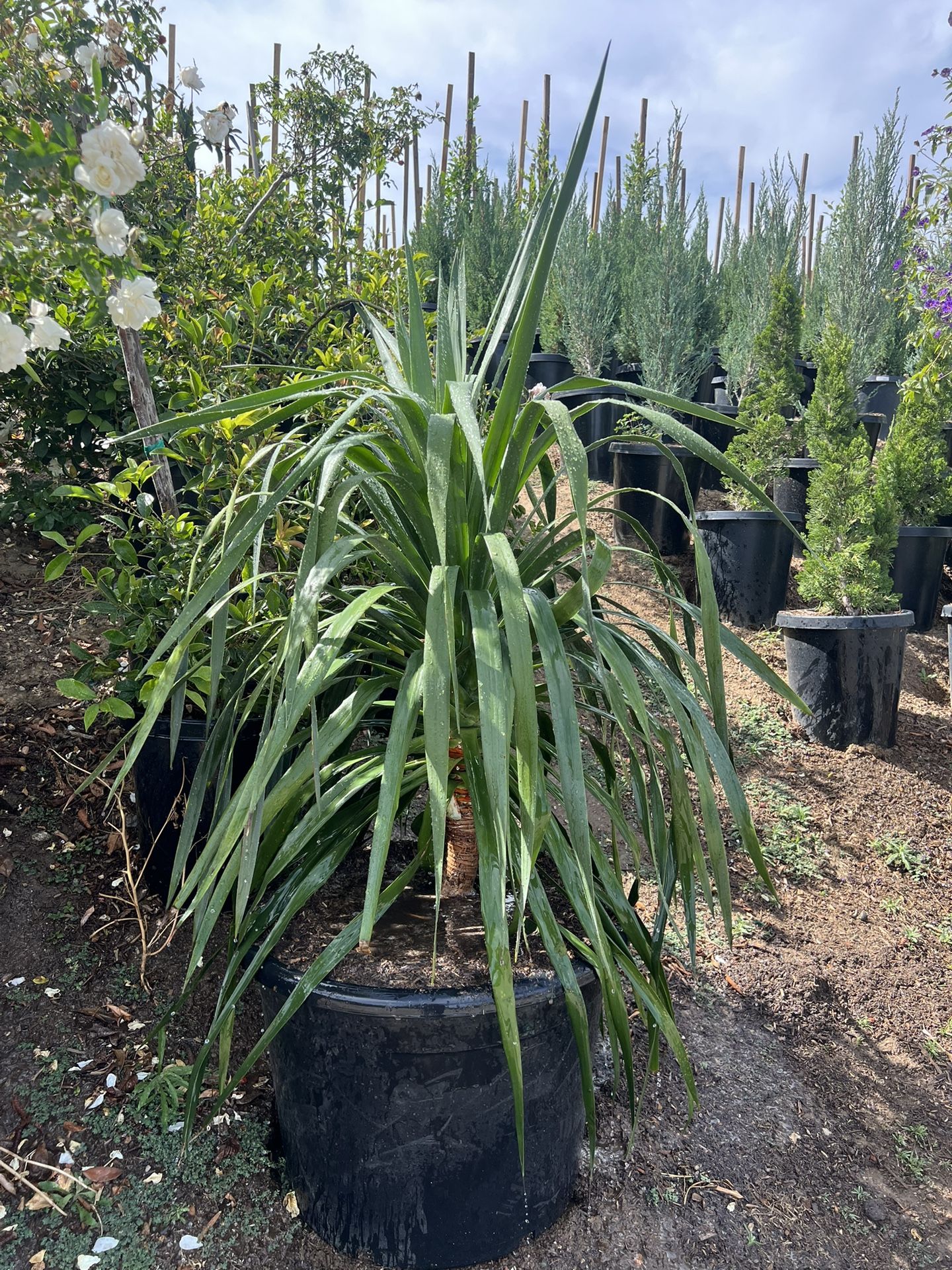 Dragon Tree 'Dracaena draco'