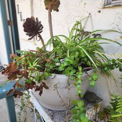 Multiple Plant Cuttings For Sale