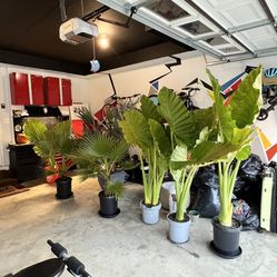 Thailand upright jumbo Elephant Ears 