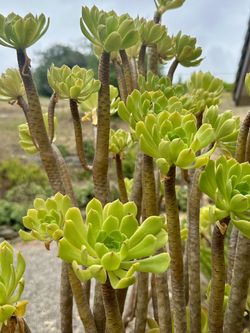 ROSE SUCCULENT CUTTINGS