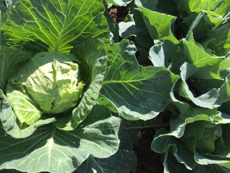 Ready to eat Organic homegrown Cabbage