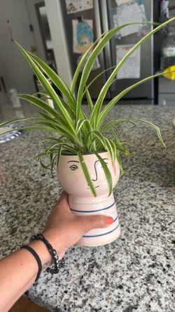 Spider plant