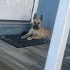Canelo