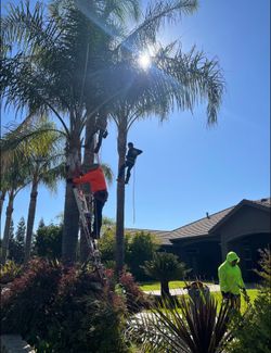 Cheap tree guys