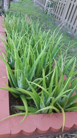 Pick up yourself ORGANIC ALOE