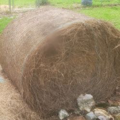 Cow hay