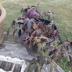 Sweet Potato Vine