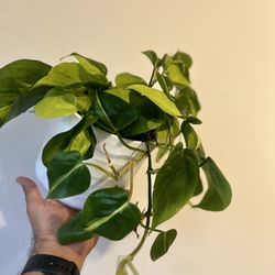 Brazil Philodendron  Plant 