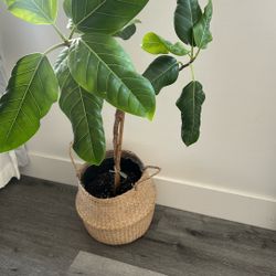 Beautiful Live Plant With Planter 