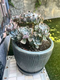 Large Ruffled Echeveria Succulent in Textured Blue-Gray Ceramic Planter