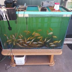 120 Gallon Tall Aquarium With Fish