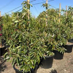 Avocado Fruit Tree