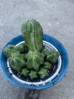 Cuctus plant