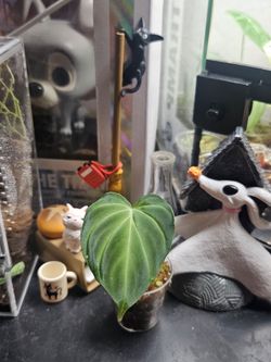 Philodendron Verrucosum