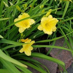 Day Lily Plants 