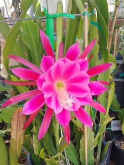 Epiphyllum cactus plant,  live plant, 令箭荷花,
(Orchid cacti)