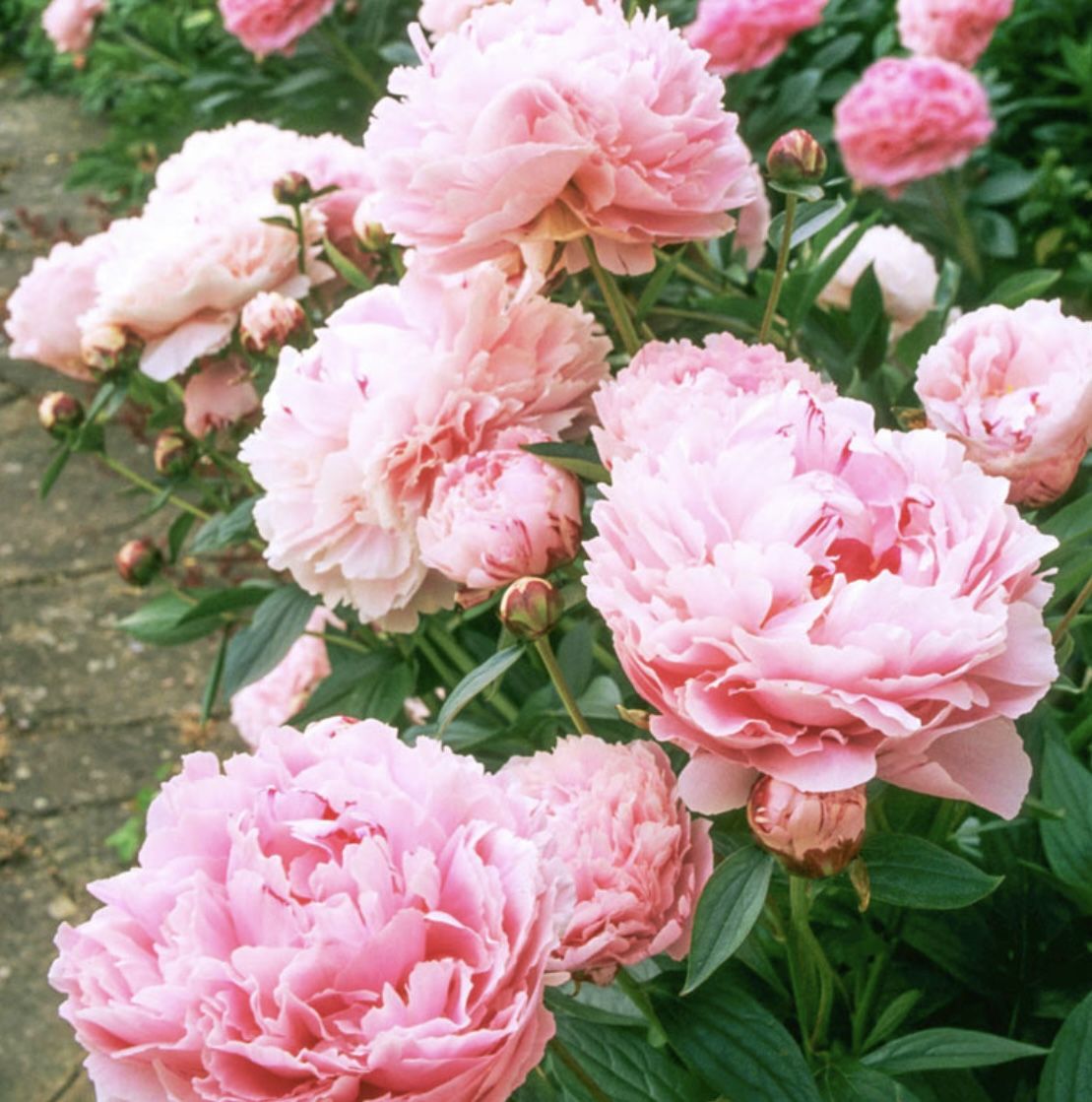 Pink Peony
