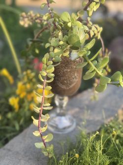Redneck Wine Glass Succulent Plant Arrangement 