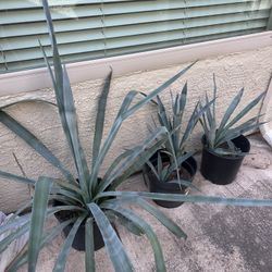 Potted Tequila Agaves 2 & 3 Feet, $10 & $20