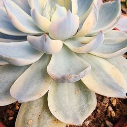 Succulents Plants Echeveria Variegated Pick-up In Upland Or Ship To You 