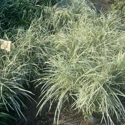 Aztec Grass 