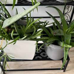 2 Aloe Vera Plants 🌱 