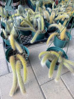 Hairy monkey tail cactus