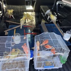 Bird Cage 