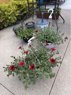 🌺 Tidal Wave Petunia Hanging Basket 🌺