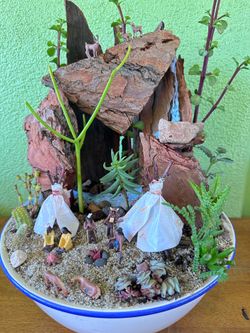 Succulent arrangement