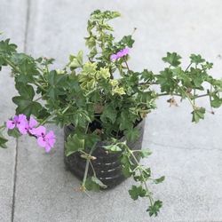 $4 Purple geraniums