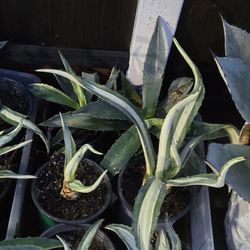 Agave: Various 1 Gallon Pots