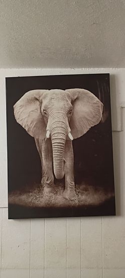Safari theme frames