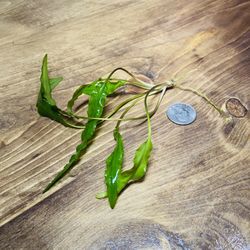 Cryptocoryne Green geko Freshwater Live Aquarium Plant