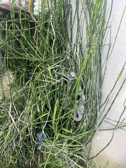 Cola De Caballo/ Horse Tail Herb FREE