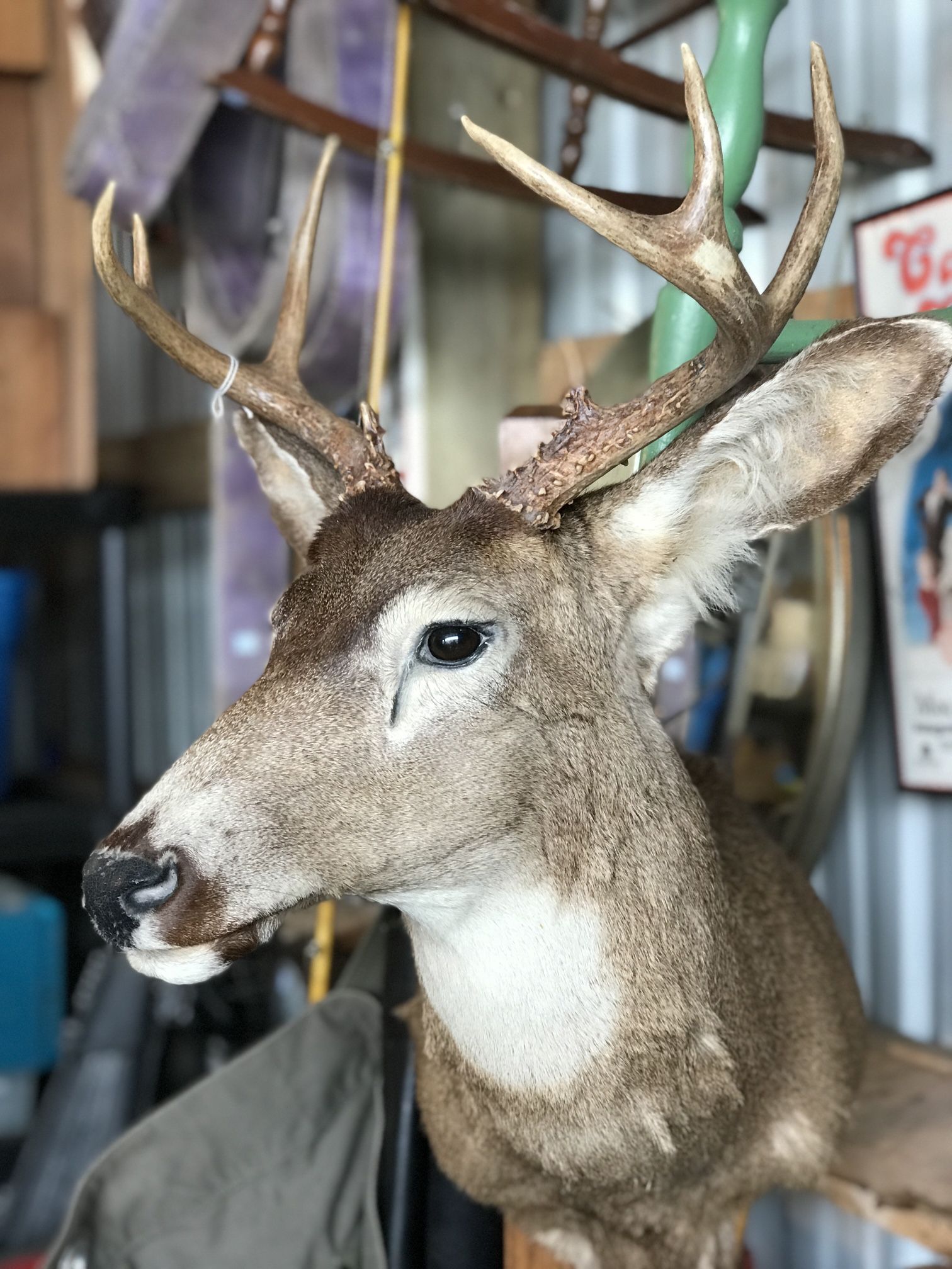 Taxidermy Deer