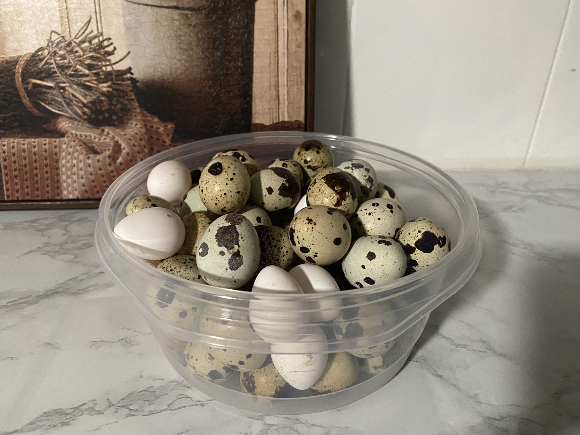 Huevos De Codorniz. Quail Eggs