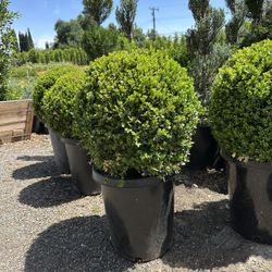 Boxwood Globes